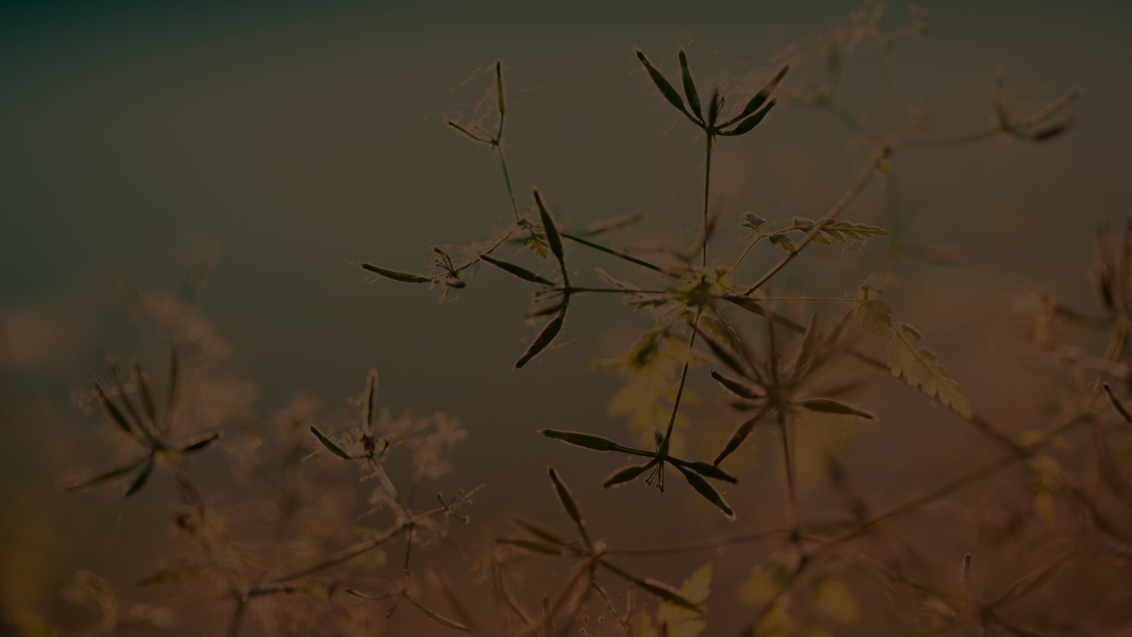 Scottsdale Bedrooms Luxury Mattress Store World's Best Mattresses